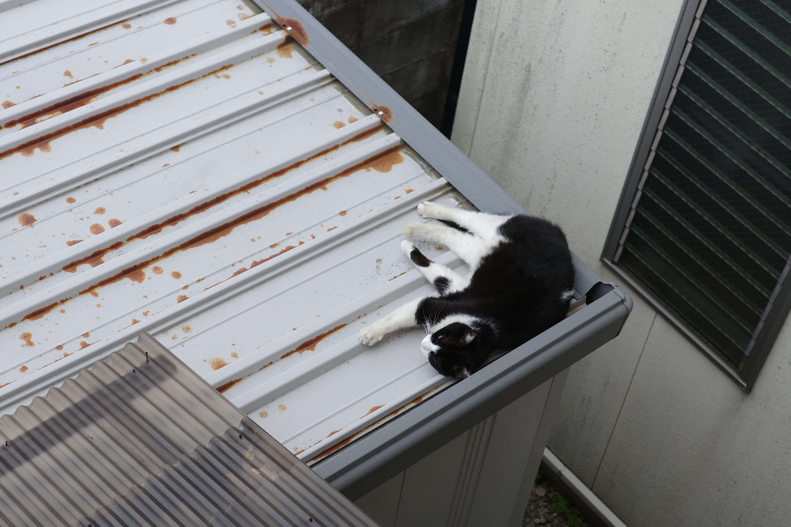 物置の屋根の猫
