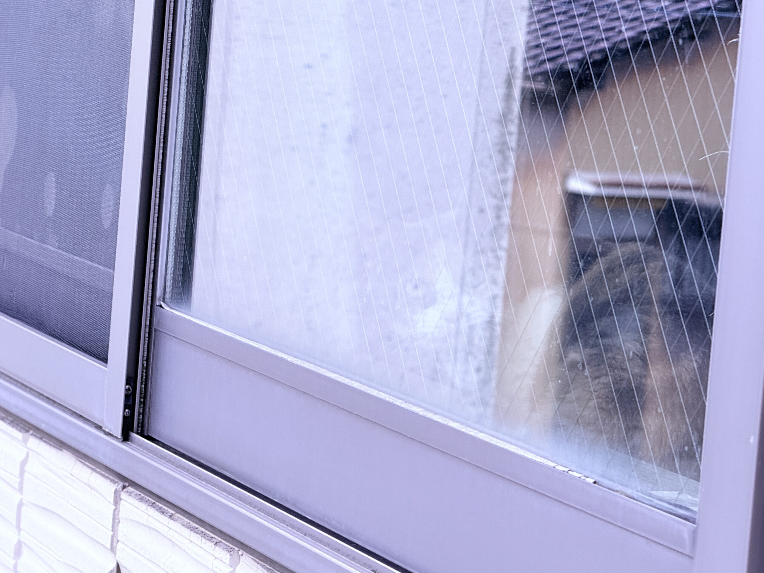 窓越しに覗く猫