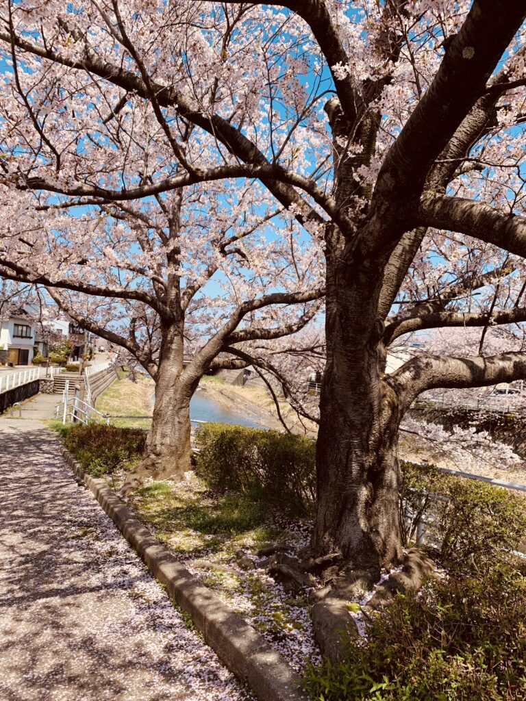 伏見用水横の桜